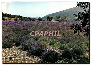 Bild des Verkufers fr Carte Postale Moderne Route De La Lavande Un Champ fleuri en Provence zum Verkauf von CPAPHIL