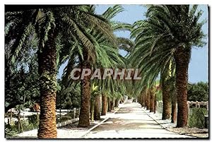 Carte Postale Ancienne St Cyr Les Lecques Allée des Palmiers