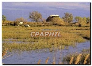 Seller image for Carte Postale Moderne La Camargue Paysage for sale by CPAPHIL