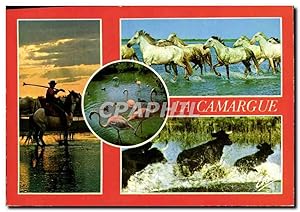 Carte Postale Moderne La Camargue chevaux