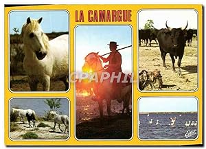 Carte Postale Moderne La Camargue Cheval camarguais Gardian au couchant