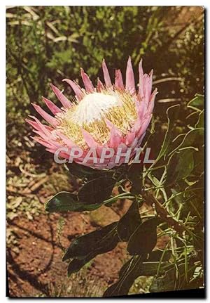 Carte Postale Moderne Fleurs Protea Afrique du Sud