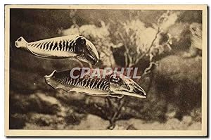 Image du vendeur pour Carte Postale Ancienne Aquarium du Musee oceanographique de Monaco Seiche mis en vente par CPAPHIL