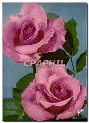 Bild des Verkufers fr Carte Postale Moderne Fantaisie Fleurs Jolies Roses De France zum Verkauf von CPAPHIL