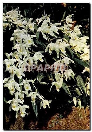 Seller image for Carte Postale Moderne White Rag Orchids Coelogyne Cristata Family Orchidaceae for sale by CPAPHIL