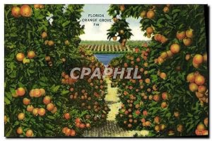 Carte Postale Ancienne Florida Orange Grove