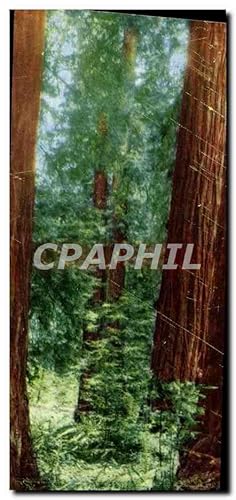 Immagine del venditore per Carte Postale Moderne Muir Woods National Monument Mill Valley California venduto da CPAPHIL