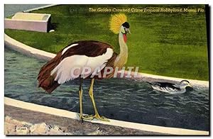 Carte Postale Ancienne The Golden Crowned Crane Tropical Hobbyland Miami Fla