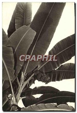 Image du vendeur pour Carte Postale Ancienne Paris Museum National D'Histoire Naturelle Jardin des Plantes jardin d'hiver Le bananier Banane mis en vente par CPAPHIL