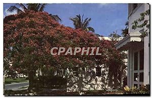 Carte Postale Moderne Florida's Royal Poincianna In Bloom