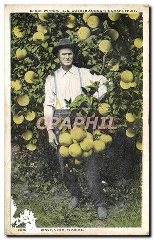 Carte Postale Ancienne In Midi Winter E C Walker Among The Grape Fruit Vero Florida