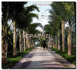 Seller image for Carte Postale Ancienne A Palm Drive for sale by CPAPHIL