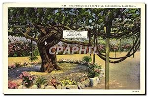 Carte Postale Ancienne The Famous Old Grape Vine San Gabriel California