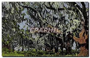 Carte Postale Ancienne The pakenham's oaks New Orleans