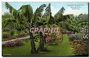 Seller image for Carte Postale Ancienne Beautiful Banana Tree Bearing Fruit California for sale by CPAPHIL