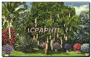 Carte Postale Ancienne A Sausage Tree in Florida