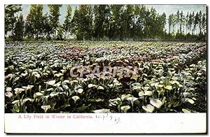 Image du vendeur pour Carte Postale Ancienne A Lily Field In winter In California mis en vente par CPAPHIL