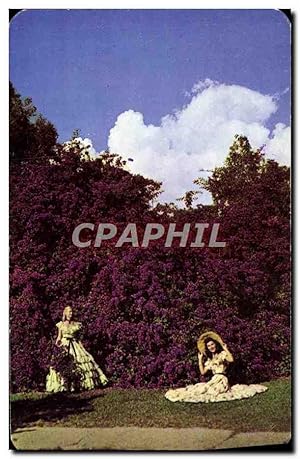 Carte Postale Moderne Magnificent Bougainvillea Of Florida