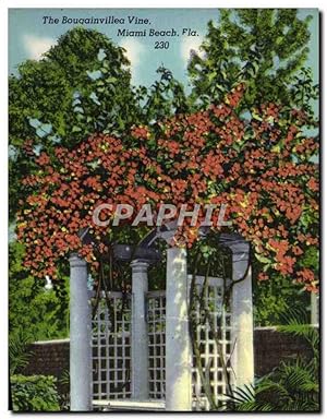 Carte Postale Ancienne The Bouqainvillea Vine Miami Beach Florida