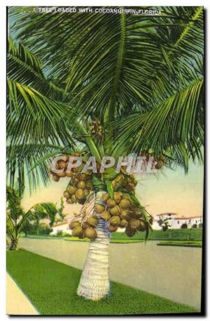 Carte Postale Ancienne Tree Loaoed With Cocoanuits Florida