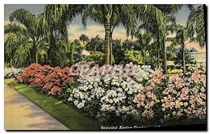 Carte Postale Ancienne Beautiful Azalea garden and palms in Florida