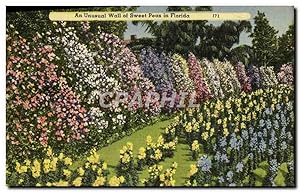 Carte Postale Ancienne An Unusual Wall Of Sweet Peas In Florida