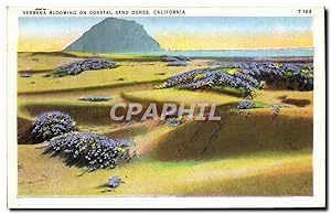 Imagen del vendedor de Carte Postale Ancienne Verbena Blooming On Coastal Sand Dunes California a la venta por CPAPHIL