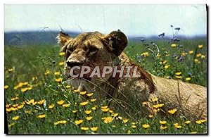 Immagine del venditore per Carte Postale Moderne Lionne au repos Lion venduto da CPAPHIL