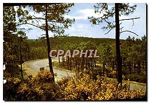 Bild des Verkufers fr Carte Postale Moderne La fort de oins dans les dunes Genets en fleurs zum Verkauf von CPAPHIL