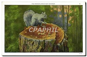 Carte Postale Ancienne The Pennsylvania Nut Cracker Ecureuil