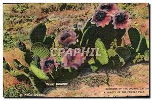 Image du vendeur pour Carte Postale Ancienne Blossoms Of The Opuntia Cactus a Variety of the Prickly Pear mis en vente par CPAPHIL