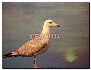 Image du vendeur pour Carte Postale Moderne Guet Au Crepuscule Oiseau Mouette mis en vente par CPAPHIL