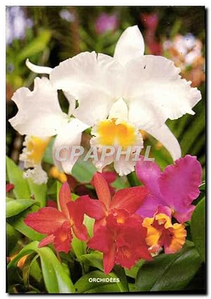 Image du vendeur pour Carte Postale Moderne Fantaisie Fleurs Orchidees mis en vente par CPAPHIL