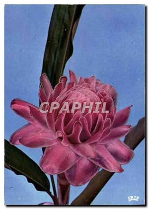 Image du vendeur pour Carte Postale Moderne Fantaisie Fleurs Rose porcelaine mis en vente par CPAPHIL