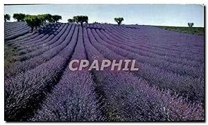 Imagen del vendedor de Carte Postale Moderne Champ De Lavande Lavender Field a la venta por CPAPHIL