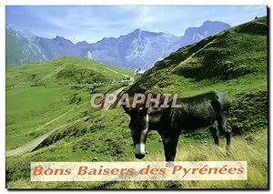 Bild des Verkufers fr Carte Postale Moderne Bons Baisers des Pyrenees Ane zum Verkauf von CPAPHIL