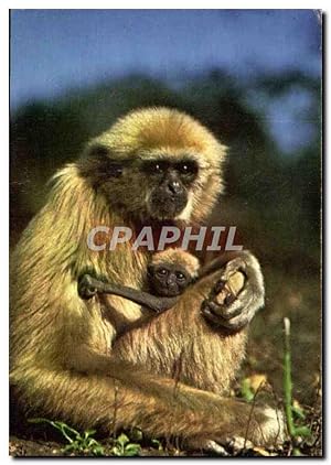 Image du vendeur pour Carte Postale Moderne Singe et son petit mis en vente par CPAPHIL