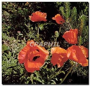 Seller image for Carte Postale Moderne Coquelicot Fleur for sale by CPAPHIL