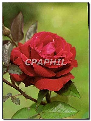 Image du vendeur pour Carte Postale Moderne Josephine Baker Rose mis en vente par CPAPHIL