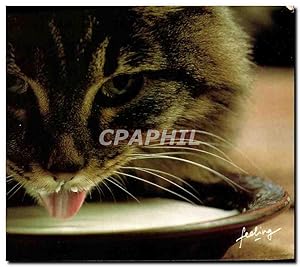 Immagine del venditore per Carte Postale Moderne Gentils chatons Chat Chaton venduto da CPAPHIL
