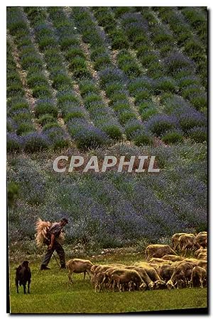 Bild des Verkäufers für Carte Postale Moderne Berger Moutons zum Verkauf von CPAPHIL