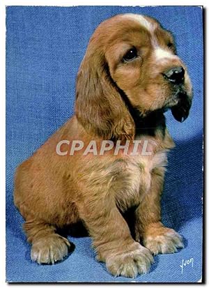 Image du vendeur pour Carte Postale Moderne Chiens et Chats nos Amis mis en vente par CPAPHIL