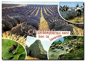 Seller image for Carte Postale Moderne An Bonjour Qui Sent Bon La Lavande for sale by CPAPHIL