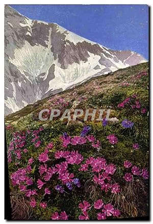 Imagen del vendedor de Carte Postale Moderne Fantaisie Fleurs Primula minima Primula giutinosa a la venta por CPAPHIL