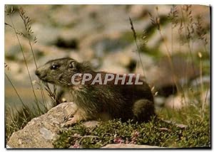 Bild des Verkufers fr Carte Postale Moderne Jeune Marmotte Ou Marmotton zum Verkauf von CPAPHIL
