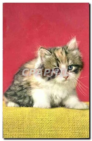 Immagine del venditore per Carte Postale Moderne Chat Chaton venduto da CPAPHIL