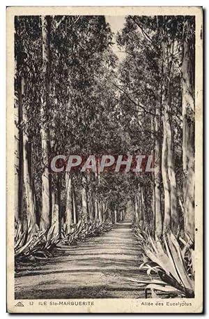 Image du vendeur pour Carte Postale Ancienne lle Ste Marguerite Alle des Eucalyptus mis en vente par CPAPHIL