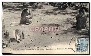 Image du vendeur pour Carte Postale Ancienne Blida Gorges de la Chiffa Familiers du ruisseau des singes mis en vente par CPAPHIL