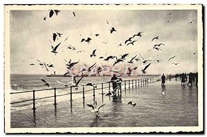 Carte Postale Moderne Ostende Les Mouettes Sur La Digue Par Tempête