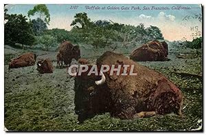 Carte Postale Ancienne Buffalo at Golden Gate Park San Francisco